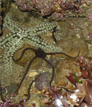 ofiura y estrella