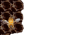 gif animado abeja