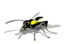 gif animado avispa
