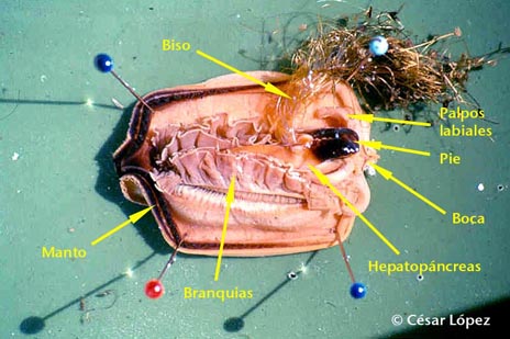 anatomía bivalvo