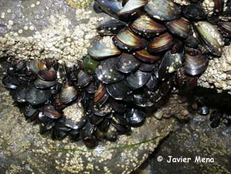 mejillones