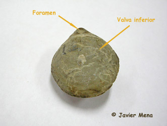 Terebratula