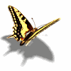butterfly gif