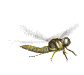 dragonfly gif