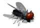 fly gif