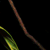 metamorphosis gif