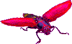 beetle gif