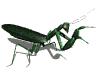 praying mantis gif