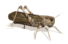 grasshopper gif