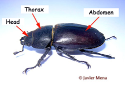 beetle anatomy