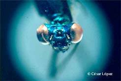 insect head