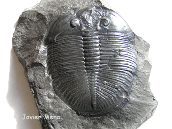 Trilobite