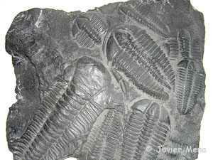 Trilobites