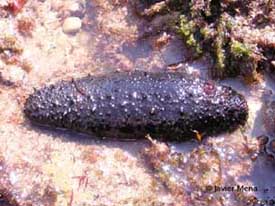 sea cucumber