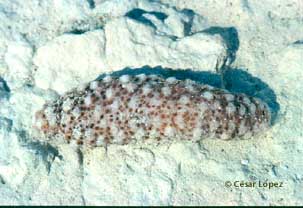 sea cucumber