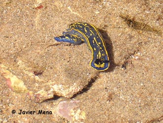 sea slug