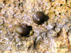 winkles